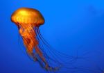 Día de la medusa